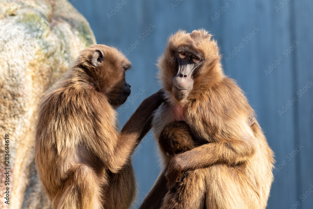 Naklejka premium Blutbrustpavian laust einen Freund