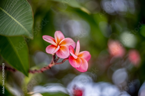 two Pink plumeria flowers on the leaf