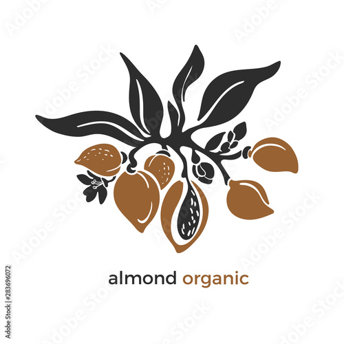 Almond. Vector branch. Natural nut, oil, milk.