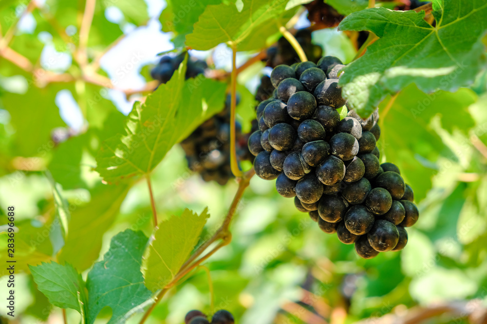 vineyard with ripe grapes in countryside, grape harvest in Italy. vineyard with ripe grapes in countryside, grape harvest in Italy.