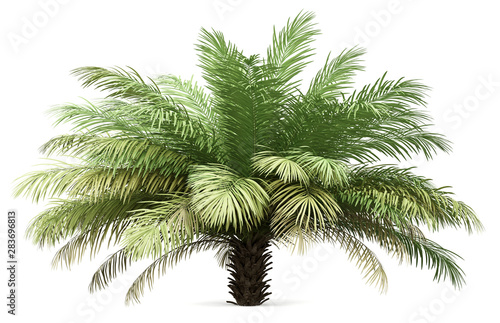 date palm tree isolated on white background