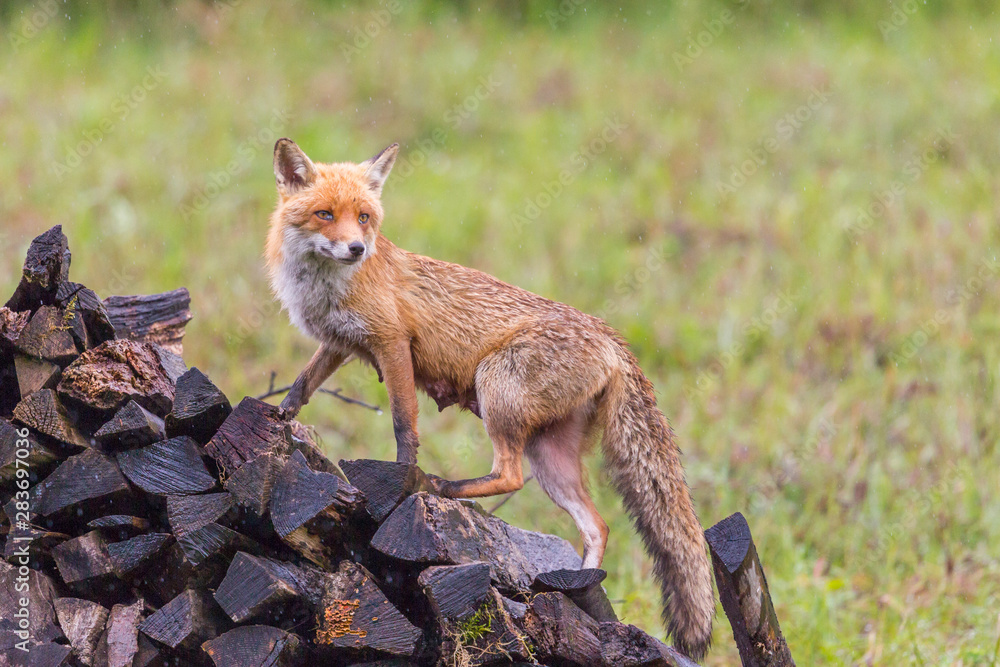 one female red fox (vulpes) climbing wood pile in rain one female red fox (vulpes) climbing wood pile in rain