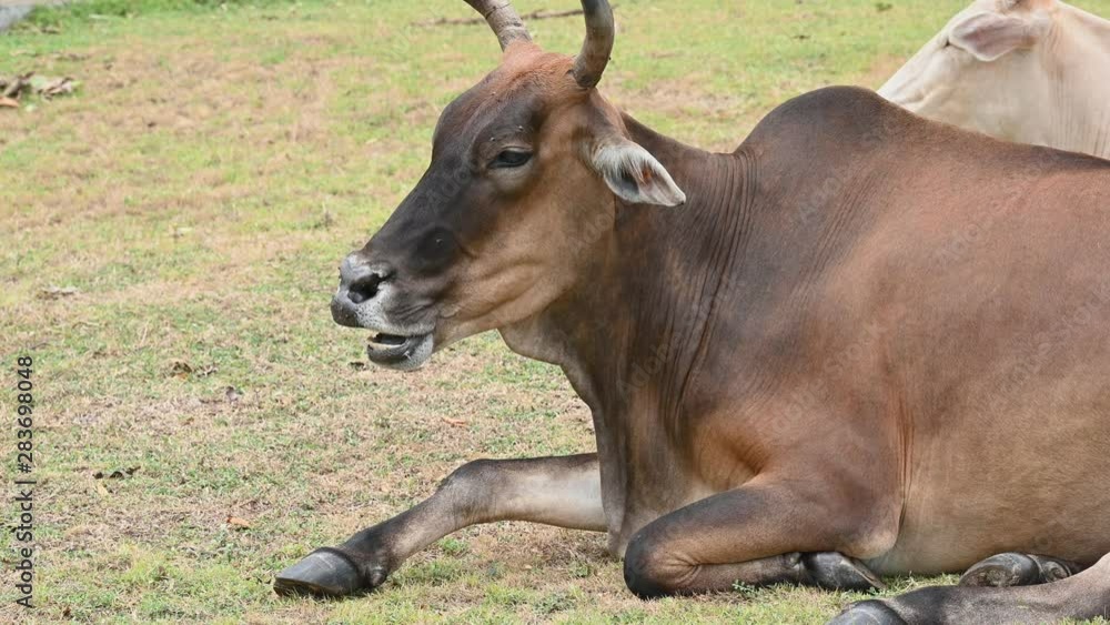 Brown ox relax on meadow grass field with herd of cow background. Animal and mammal. Agriculture and nature wildlife concept. Thailand in Asian location Brown ox relax on meadow grass field with herd of cow background. Animal and mammal. Agriculture and nature wildlife concept. Thailand in Asian location