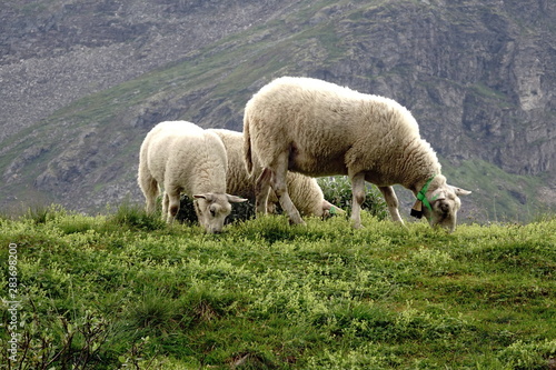 Pecore al pascolo in Montagna