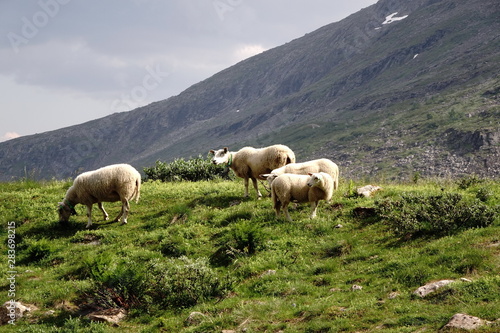 Pecore al pascolo in montagna