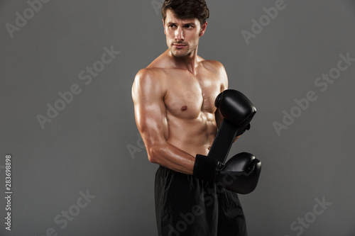 Concentrated handsome young strong sportsman boxer in gloves posing isolated over grey wall background. © Drobot Dean