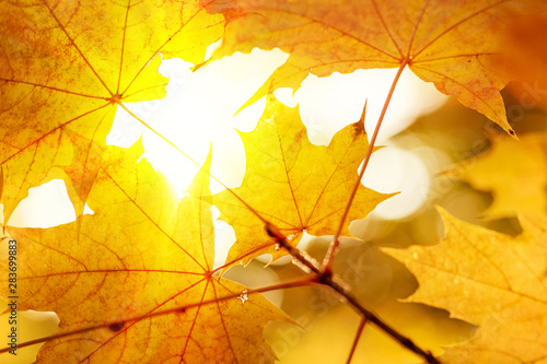 Warm sunrays pass through yellow maple leaves. Beautiful autumn background. Vibrant abstract fall forest view.