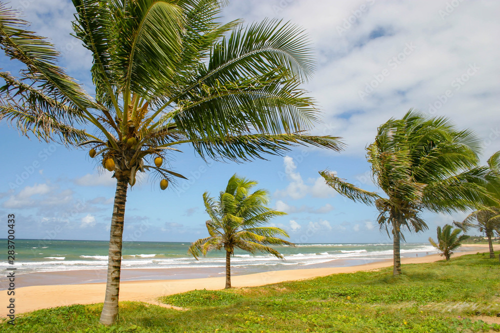Fototapeta premium Tropical beack with coconut trees at Bahia, Brazil