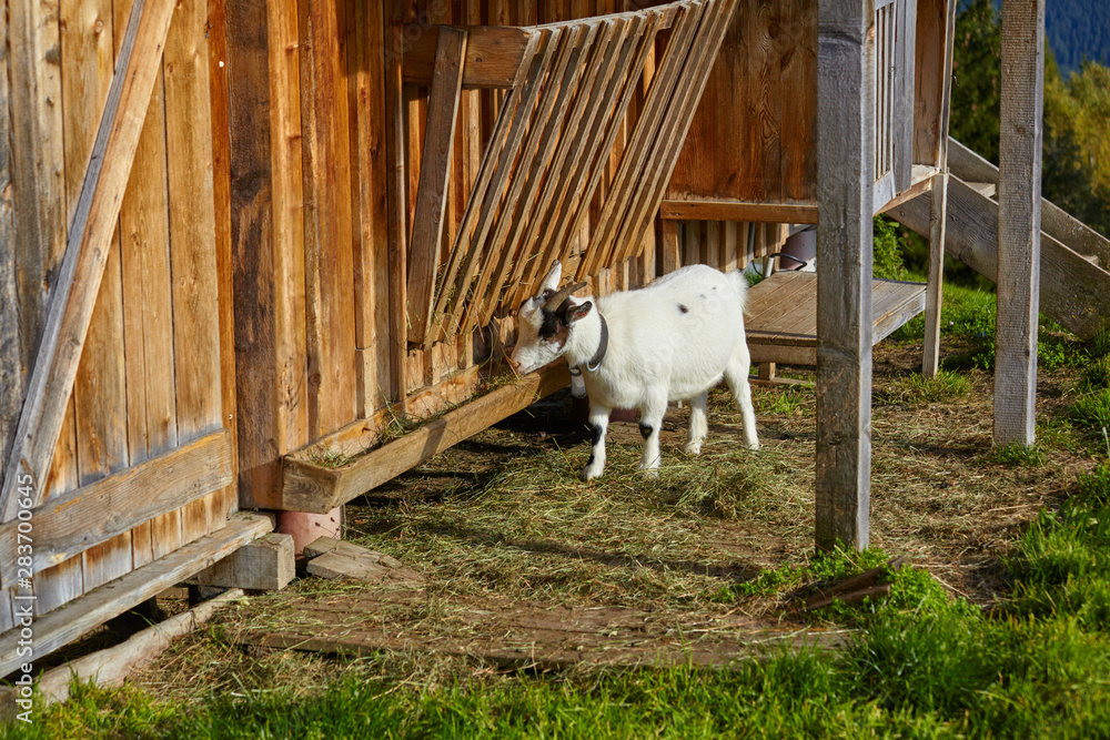 Obraz premium White goat eating in the mountain hut.