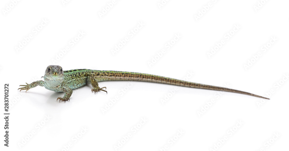 One green lizard. One green lizard.