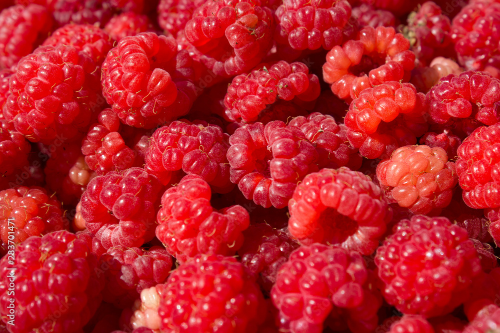 Fresh and sweet raspberries background Fresh and sweet raspberries background
