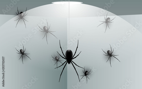 black spider on the wall in the house