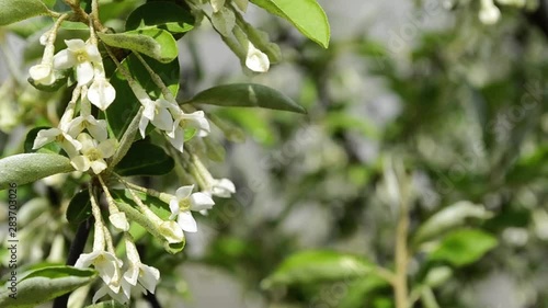 The branch is strewn with fragrant white flowers (Elaeagnus multiflora). Rocking in the wind