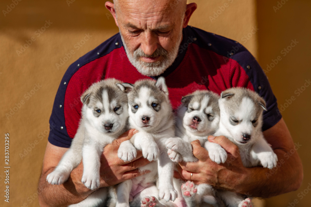 Five puppies Siberian Husky. Litter dogs in the hands of the breeder. Little puppies. Five puppies Siberian Husky. Litter dogs in the hands of the breeder. Little puppies.
