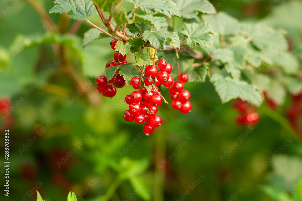 Bouquet of red currant berries (Ribes rubrum) on a branch with leaves close-up. Bouquet of red currant berries (Ribes rubrum) on a branch with leaves close-up.
