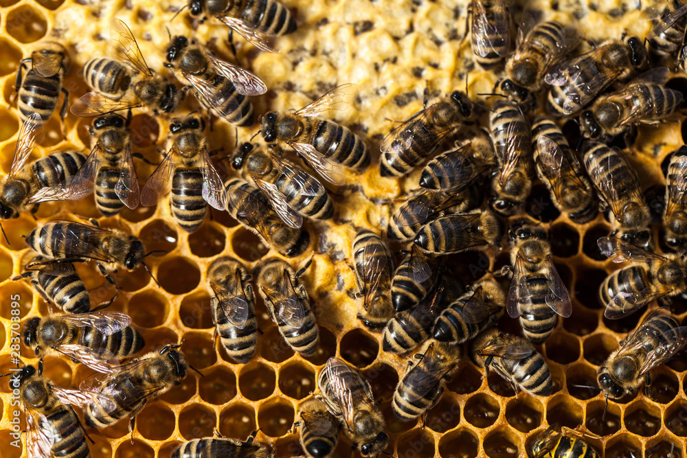 Macro shot of bees swarming on a honeycomb Macro shot of bees swarming on a honeycomb