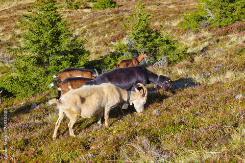 Fototapeta Naklejka Na Ścianę i Meble -  Goats herd while grazing in the mountains.