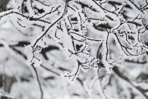 Tree branches in fluffy hoarfrost. Natural natural winter background.