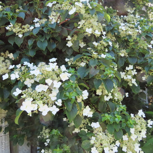 Hydrangea petiolaris, strongly growing, white without flower