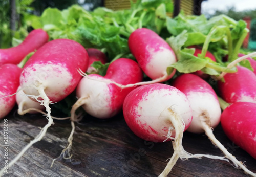 harvest ripe radishes with green leaves on the table. Home garden