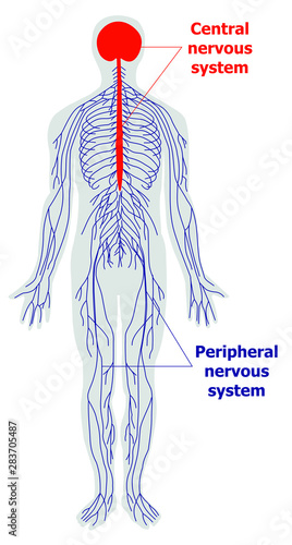 Anatomy of the nervous system