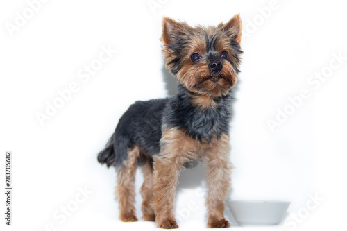 Yorkshire Terrier dog on a white background. Little dog isolated on a white background. Sheared dog. A pet.