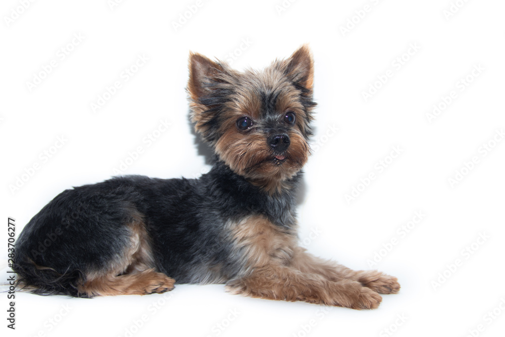 Yorkshire Terrier dog on a white background. Little dog isolated on a white background. Sheared dog. A pet. Yorkshire Terrier dog on a white background. Little dog isolated on a white background. Sheared dog. A pet.