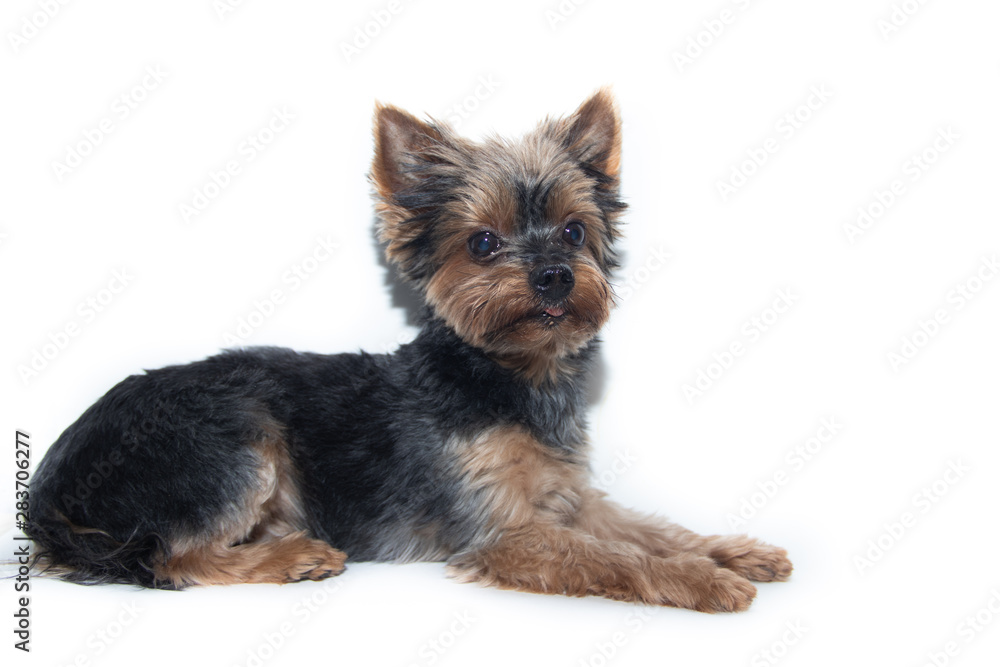 Yorkshire Terrier dog on a white background. Little dog isolated on a white background. Sheared dog. A pet.