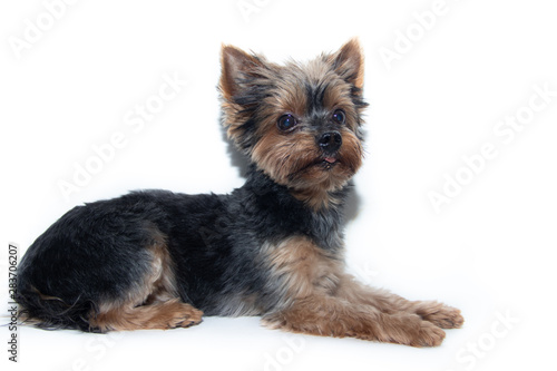 Yorkshire Terrier dog on a white background. Little dog isolated on a white background. Sheared dog. A pet.