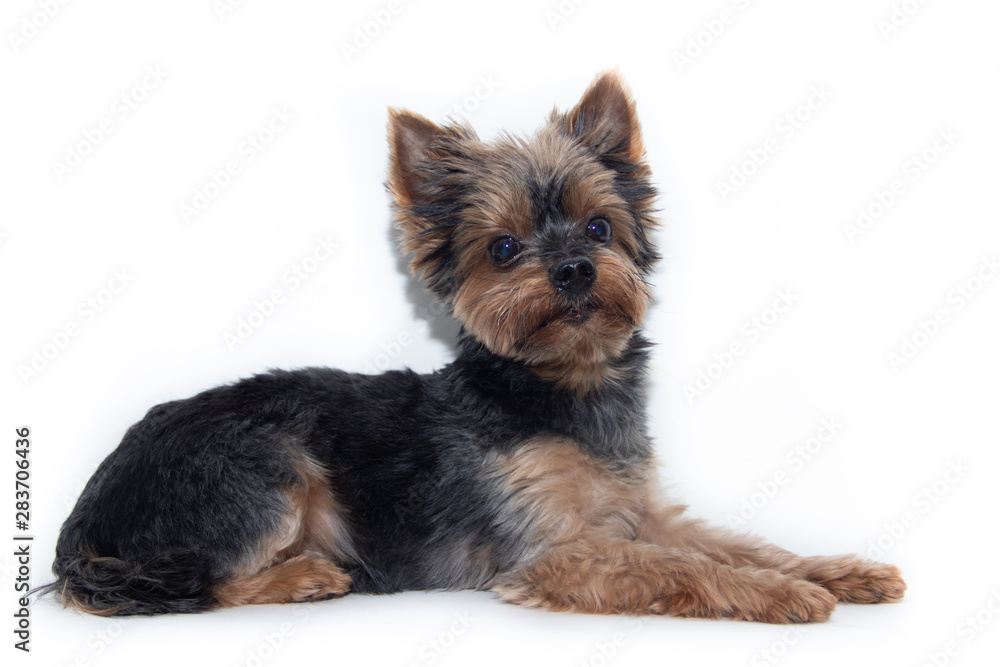 Yorkshire Terrier dog on a white background. Little dog isolated on a white background. Sheared dog. A pet. Yorkshire Terrier dog on a white background. Little dog isolated on a white background. Sheared dog. A pet.