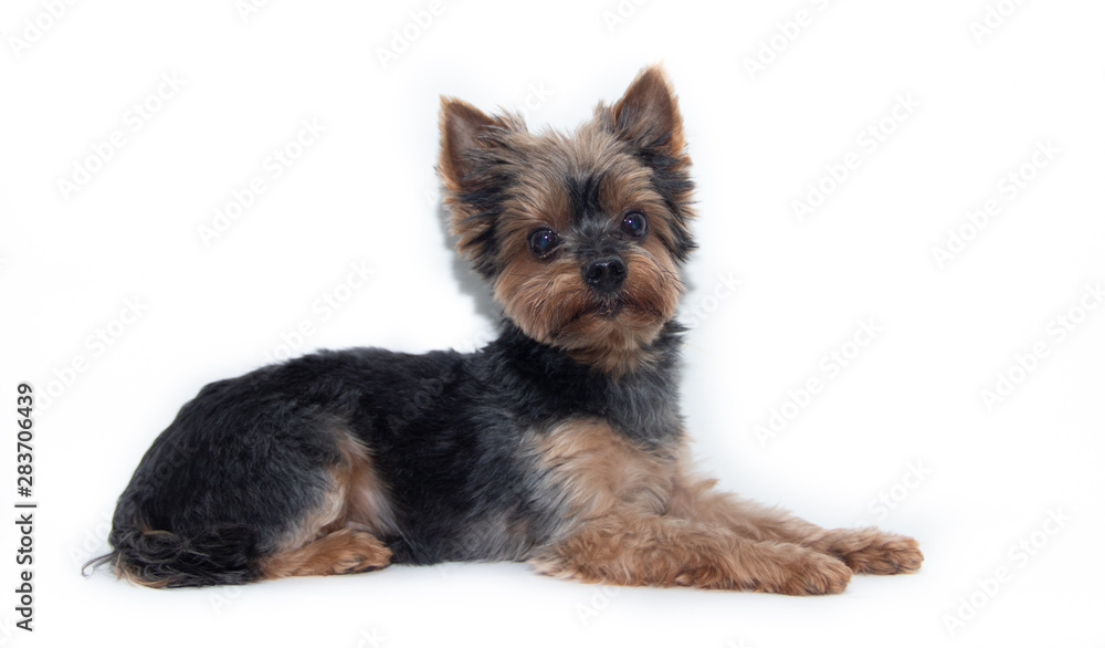 Yorkshire Terrier dog on a white background. Little dog isolated on a white background. Sheared dog. A pet. Yorkshire Terrier dog on a white background. Little dog isolated on a white background. Sheared dog. A pet.