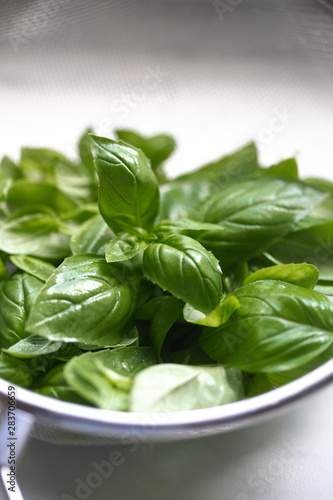 Fresh organic basil  growing in the garden. Bright green basilic leaves. Outdoors. Natural food background with copy space