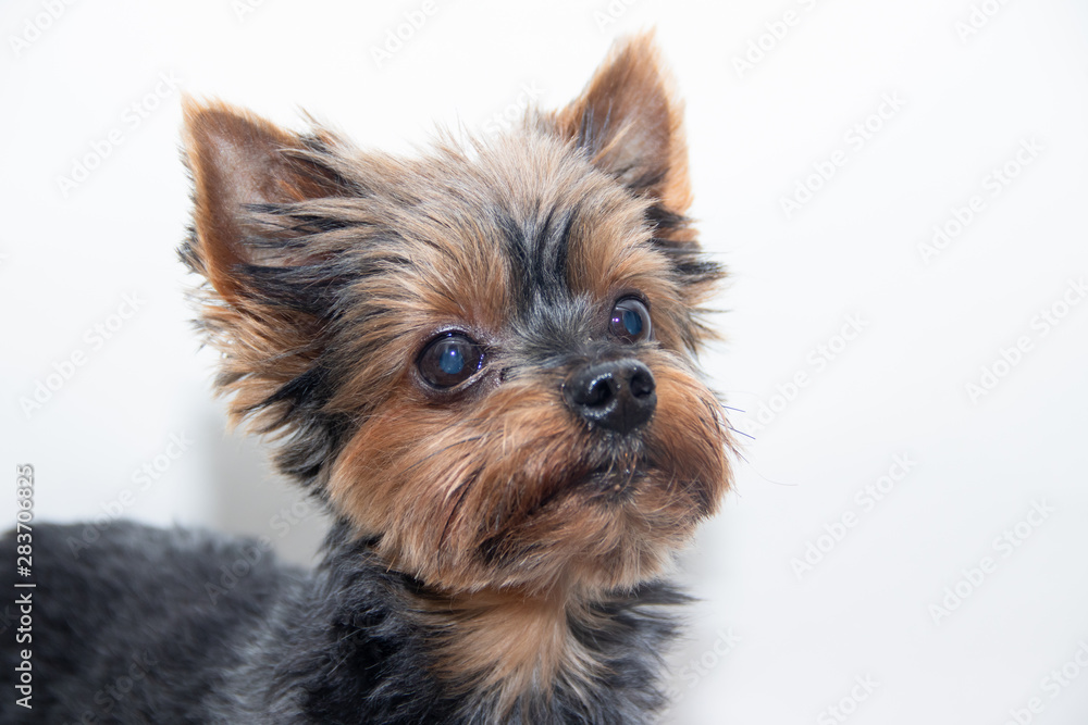 Yorkshire Terrier dog on a white background. Little dog isolated on a white background. Sheared dog. A pet. Yorkshire Terrier dog on a white background. Little dog isolated on a white background. Sheared dog. A pet.