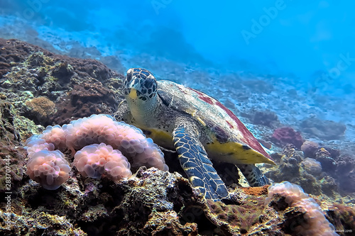 Underwaterphoto of turtle on the coral reef at Phi Phi Islands in Thailand © Johan