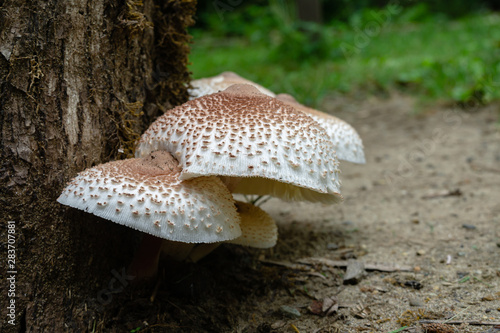 Beautiful wild mushrooms Chlorophyllum molybdites - False Parasol with white cap and brown specks on oak tree stump. Forest mushroom has high severity poison characteristics