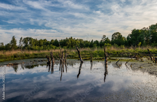 Diepholz Bog in Low Saxony  Germany