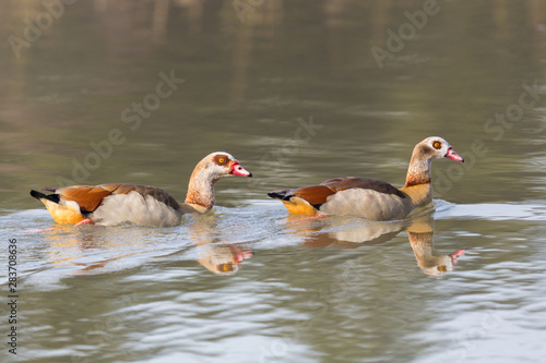two egyptian nile geese (alopochen aegyptiaca) swimming in water