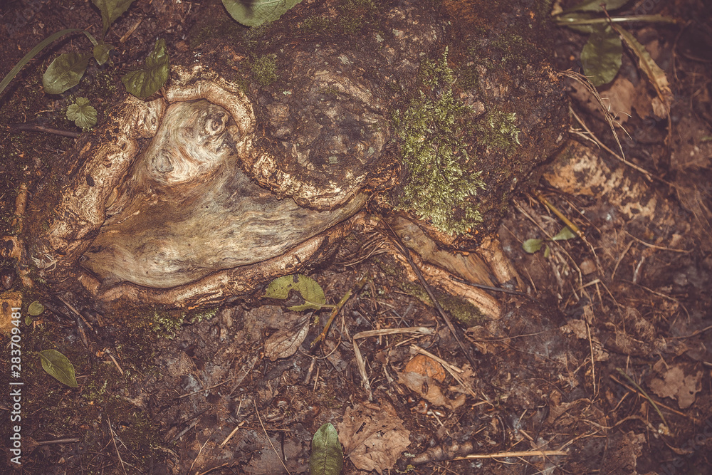 Obraz premium Gray stone wall background, stone background