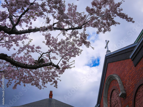 トラピスチヌ修道院の桜