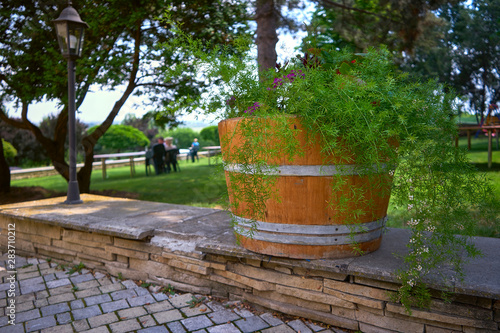 wooden flowerpot with a beautiful, flowering, green plant © Himchenko