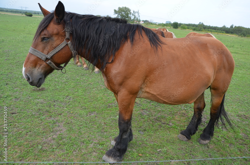 koń, zwierzak, źrebak, braun, farma, cheval, klacz, gras, pastwisko, charakter, pola, młoda, colt, koni, hayfield, ssak, kuc, zieleń, zwierzak, bobasy, jeździec, ogier, pastwisko, biała, obszarów w koń, zwierzak, źrebak, braun, farma, cheval, klacz, gras, pastwisko, charakter, pola, młoda, colt, koni, hayfield, ssak, kuc, zieleń, zwierzak, bobasy, jeździec, ogier, pastwisko, biała, obszarów w