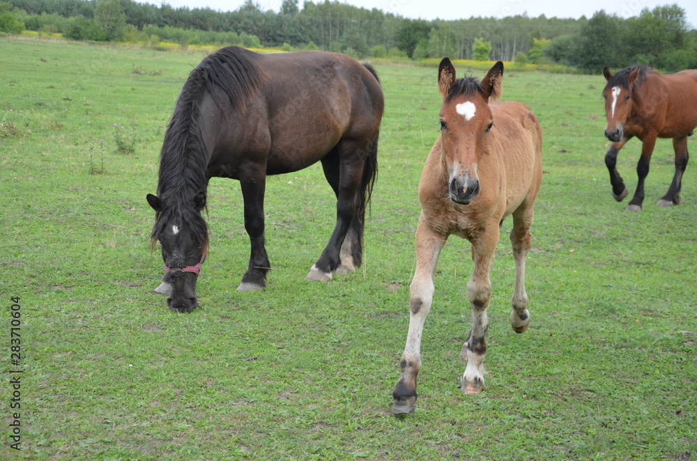 Fototapeta premium koń, zwierzak, źrebak, braun, farma, cheval, klacz, gras, pastwisko, charakter, pola, młoda, colt, koni, hayfield, ssak, kuc, zieleń, zwierzak, bobasy, jeździec, ogier, pastwisko, biała, obszarów w