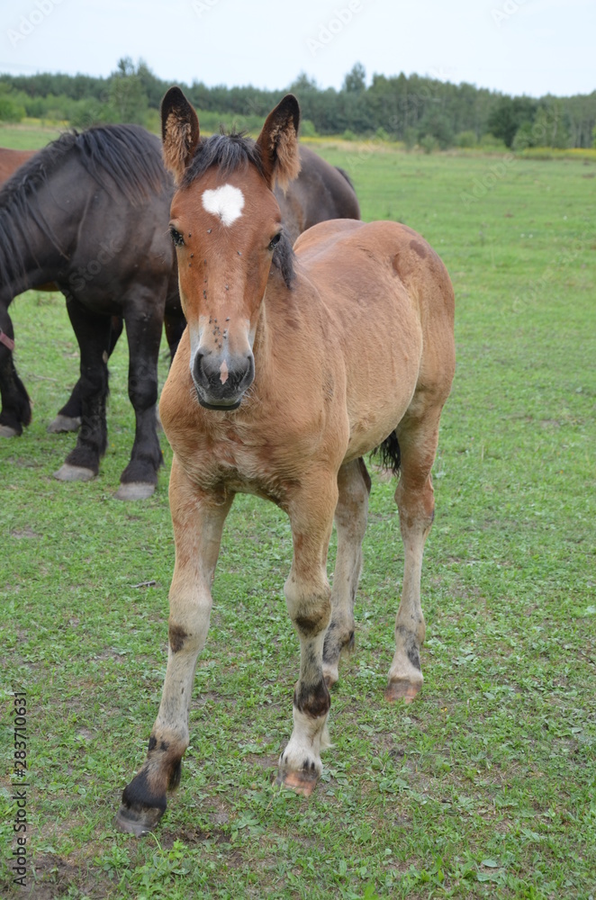 koń, zwierzak, źrebak, braun, farma, cheval, klacz, gras, pastwisko, charakter, pola, młoda, colt, koni, hayfield, ssak, kuc, zieleń, zwierzak, bobasy, jeździec, ogier, pastwisko, biała, obszarów w koń, zwierzak, źrebak, braun, farma, cheval, klacz, gras, pastwisko, charakter, pola, młoda, colt, koni, hayfield, ssak, kuc, zieleń, zwierzak, bobasy, jeździec, ogier, pastwisko, biała, obszarów w