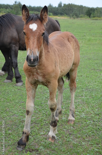 koń, zwierzak, źrebak, braun, farma, cheval, klacz, gras, pastwisko, charakter, pola, młoda, colt, koni, hayfield, ssak, kuc, zieleń, zwierzak, bobasy, jeździec, ogier, pastwisko, biała, obszarów w © Szymon