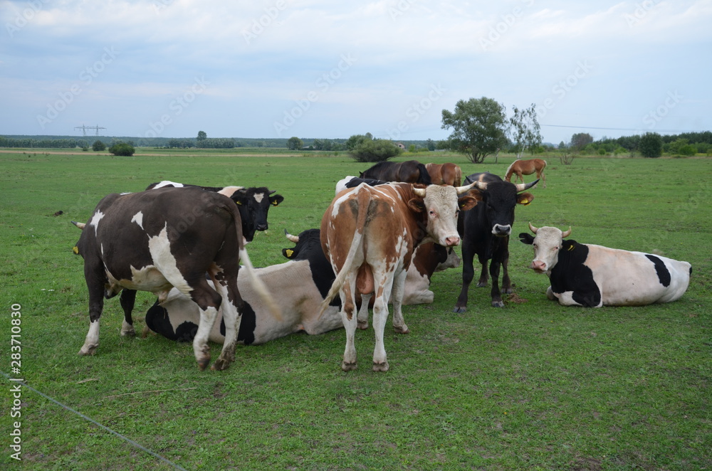 krowa, zwierzak, farma, bydło, gras, pola, rolnictwa, hayfield, krowa, biała, pastwisko, mleczko, pastwisko, rolnictwa, braun, zieleń, gospodarstwo mleczne, czarna, charakter, obszarów wiejskich, woło krowa, zwierzak, farma, bydło, gras, pola, rolnictwa, hayfield, krowa, biała, pastwisko, mleczko, pastwisko, rolnictwa, braun, zieleń, gospodarstwo mleczne, czarna, charakter, obszarów wiejskich, woło