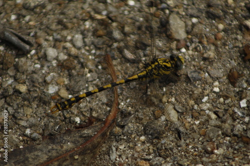 A cute Dragonfly on a rock