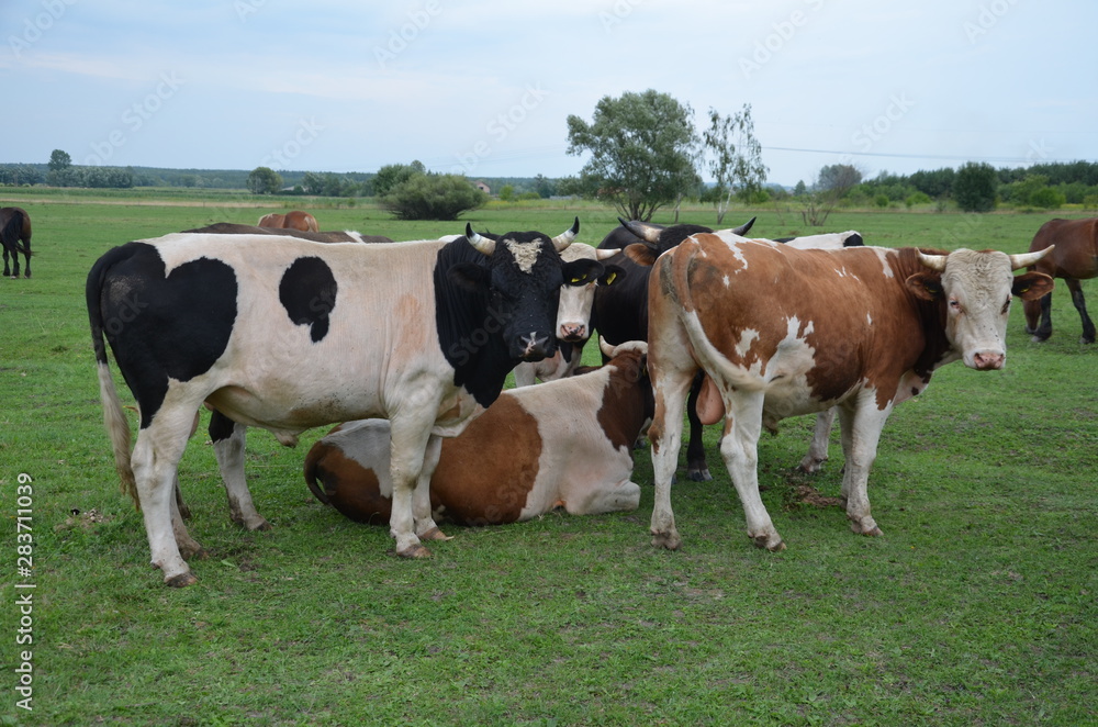 krowa, farma, zwierzak, bydło, gras, pola, rolnictwa, biała, hayfield, czarna, mleczko, pastwisko, gospodarstwo mleczne, krowa, zieleń, rolnictwa, byk, zwierzak, charakter, pastwisko, wołowina, zwierz