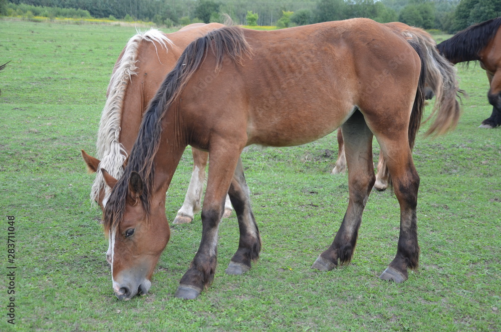 cheval, zwierzak, gras, farma, pola, braun, cheval, charakter, hayfield, pastwisko, pastwisko, źrebak, ssak, klacz, zieleń, zwierzak, lato, obszarów wiejskich, ogier, ferma, krajobraz, koni, młoda, gr cheval, zwierzak, gras, farma, pola, braun, cheval, charakter, hayfield, pastwisko, pastwisko, źrebak, ssak, klacz, zieleń, zwierzak, lato, obszarów wiejskich, ogier, ferma, krajobraz, koni, młoda, gr