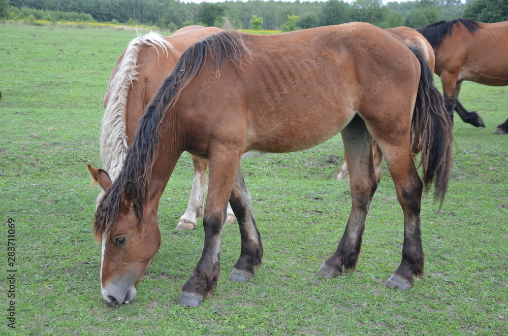 Obraz premium cheval, zwierzak, gras, farma, pola, braun, cheval, charakter, hayfield, pastwisko, pastwisko, źrebak, ssak, klacz, zieleń, zwierzak, lato, obszarów wiejskich, ogier, ferma, krajobraz, koni, młoda, gr