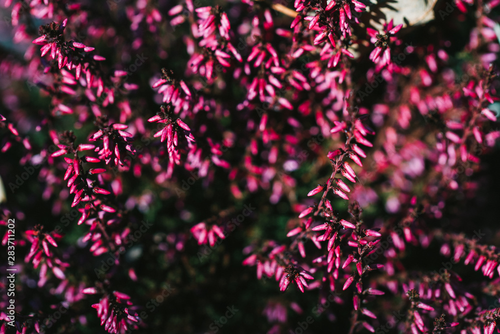 Macro photography of pink heather in a forest, moody tones. Macro photography of pink heather in a forest, moody tones.